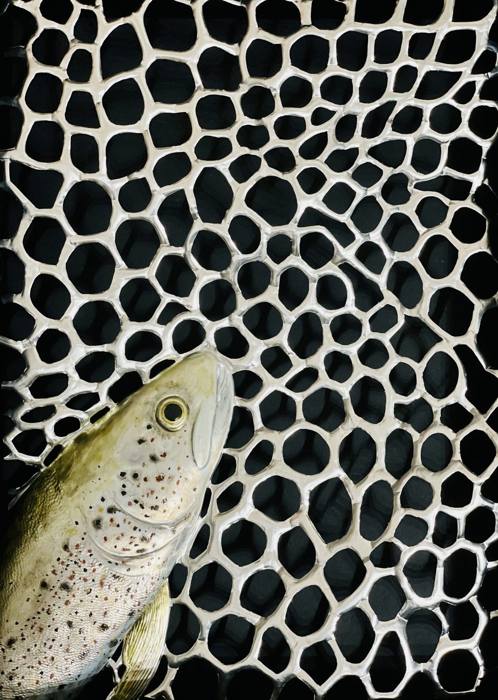 Trota